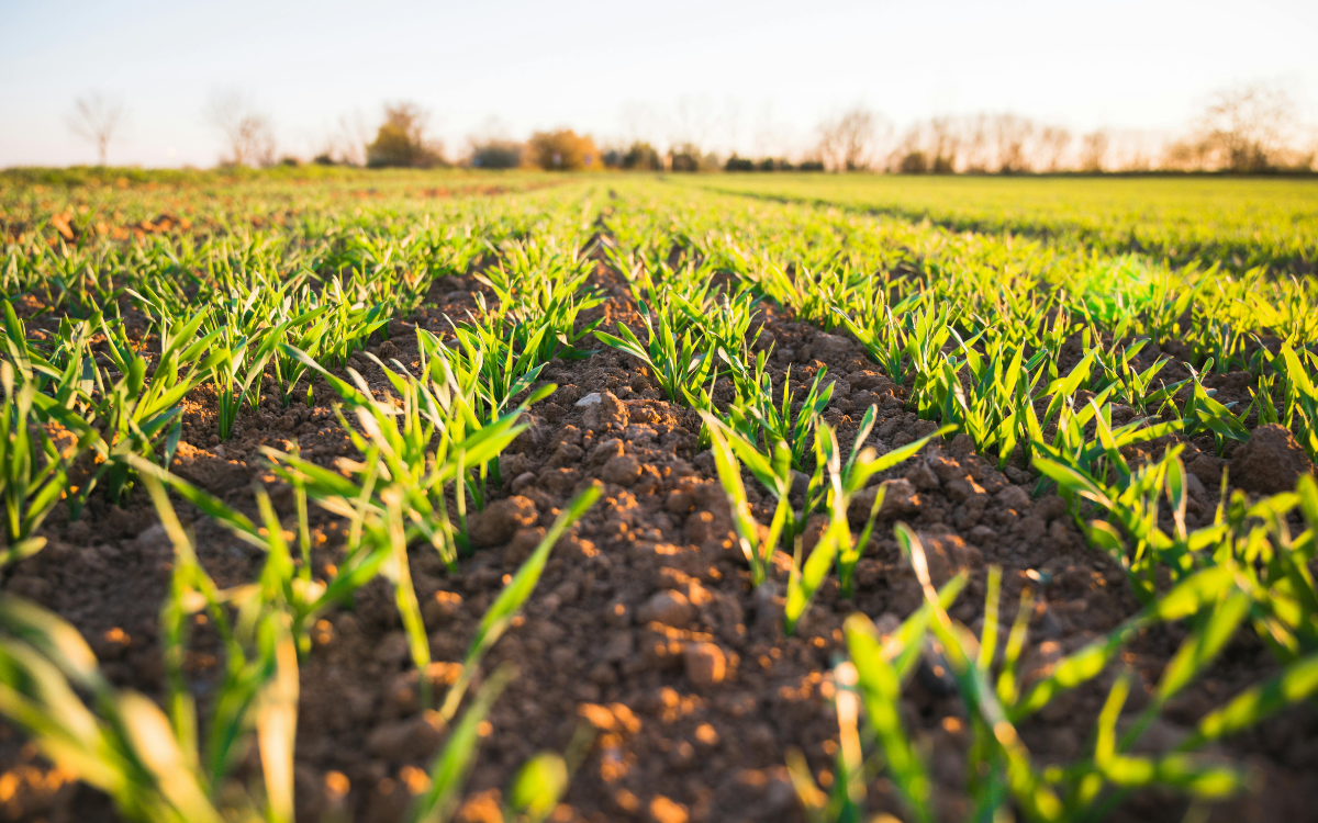 What a Soil Survey Actually Tells You Before You Buy Land in the Ozarks